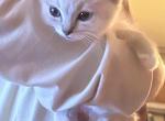 Ragamese - Siamese Kitten For Sale - Gardnerville&comma; NV&comma; US