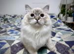 Mafalda - Ragdoll Kitten For Sale - 