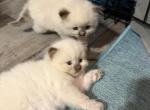 Wish Upon A Star Litter - Ragdoll Kitten For Sale - Chicago&comma; IL&comma; US