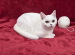 White - British Shorthair Kitten For Sale - 