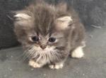 LITTLE BLUE TIGER - Munchkin Kitten For Sale - Brookings&comma; OR&comma; US
