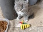 LITTLE BLUE ANGEL - Munchkin Kitten For Sale - Brookings&comma; OR&comma; US
