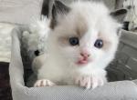 Seal bicolor Female - Ragdoll Kitten For Sale - Riverside&comma; CA&comma; US