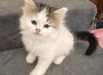 LITTLE MORNING STAR - Munchkin Kitten For Sale - Brookings&comma; OR&comma; US