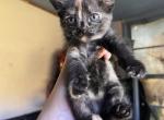 Vador - Domestic Kitten For Sale - Eupora&comma; MS&comma; US