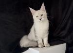 Dobrynia boy t - Maine Coon Kitten For Sale - NY&comma; US