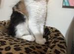 Rainbow - Maine Coon Kitten For Sale - 