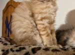 Ginger - Maine Coon Kitten For Sale - 