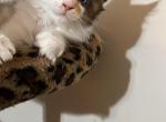 Cleo - Maine Coon Kitten For Sale - Vernon&comma; NJ&comma; US