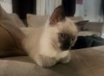 Baby Boy - Ragdoll Kitten For Sale - San Jose&comma; CA&comma; US