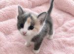 BabyGirl - British Shorthair Kitten For Sale - San Jose&comma; CA&comma; US