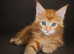 www lynxrunecode com European Maine Coon boy - Maine Coon Kitten For Sale - FL&comma; US
