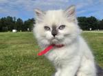 Hope  the sweetest ragdoll girl - Ragdoll Kitten For Sale - Chesapeake&comma; VA&comma; US