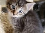 Millie - Domestic Kitten For Sale - Princeton&comma; MN&comma; US