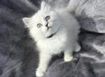Rae of sunshine ragdoll kitten - Ragdoll Kitten For Sale - 