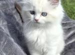 Happy the happiest boy ragdoll - Ragdoll Kitten For Sale - 