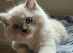 Ragdolls - Ragdoll Kitten For Sale - Laurel&comma; MD&comma; US