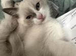Winter - Snowshoe Kitten For Sale - 
