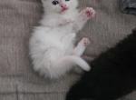 Mini - Munchkin Kitten For Sale - Athens&comma; TX&comma; US