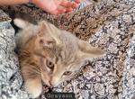 Grayson - Domestic Kitten For Sale - 