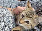 Sofie - Domestic Cat For Sale - Orrville&comma; OH&comma; US