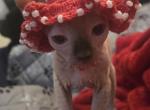 Elf Singleton - Sphynx Kitten For Sale - Boston&comma; MA&comma; US
