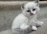 Clover - Ragdoll Kitten For Sale - Newark&comma; DE&comma; US