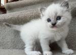 Oliver - Ragdoll Kitten For Sale - Newark&comma; DE&comma; US