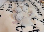 Athena's litter - Siamese Kitten For Sale - Endwell&comma; NY&comma; US