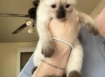 SIAMESE GIRL SEAL POINT JULY 26 - Siamese Kitten For Sale - Bryan&comma; TX&comma; US