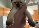 BANDIT BOY SIAMESE MANX JUNE 26 - Manx Kitten For Sale - Bryan&comma; TX&comma; US