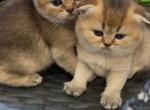 &IEcy;&mcy;&mcy;&acy; - Scottish Fold Kitten For Sale - New York&comma; NY&comma; US
