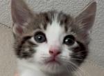 Poppy - Domestic Kitten For Sale - Irving&comma; TX&comma; US
