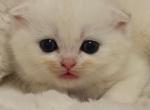 Toma - Scottish Straight Kitten For Sale - New York&comma; NY&comma; US