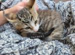 Oatmeal - Domestic Kitten For Sale - Orrville&comma; OH&comma; US