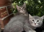 Teo - Scottish Straight Kitten For Sale - New York&comma; NY&comma; US