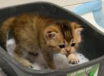 Coco - Scottish Straight Kitten For Sale - New York&comma; NY&comma; US