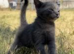 Tennessee - Domestic Kitten For Sale - 