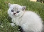 Lora - Scottish Straight Kitten For Sale - New York&comma; NY&comma; US