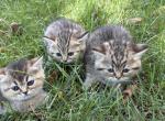 Avram and Eve - Scottish Straight Kitten For Sale - New York&comma; NY&comma; US