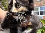 Graf - Highlander Kitten For Sale - New York&comma; NY&comma; US
