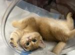 Roma - American Wirehair Kitten For Sale - New York&comma; NY&comma; US