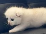 Sasha - Scottish Fold Kitten For Sale - 