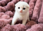 Scottish Fold Female - Scottish Fold Kitten For Sale - 