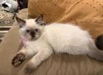 Pinkie - Himalayan Kitten For Sale - Apollo Beach&comma; FL&comma; US