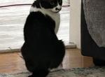 Cleveland - Domestic Cat For Adoption - Cleveland&comma; OH&comma; US