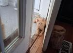 7month old kitten - American Shorthair Kitten For Sale - Randallstown&comma; MD&comma; US