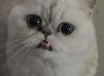 Grumpy and Tuna - Domestic Cat For Adoption - Carrollton&comma; TX&comma; US