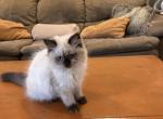 Blanky - Himalayan Kitten For Sale - Apollo Beach&comma; FL&comma; US