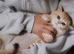 Bella - British Shorthair Kitten For Sale - Plano&comma; TX&comma; US